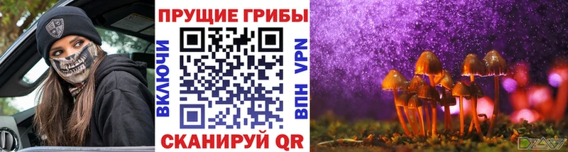 мега зеркало  Каменногорск  Псилоцибиновые грибы мицелий  наркота 